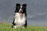 BORDER COLLIE 704